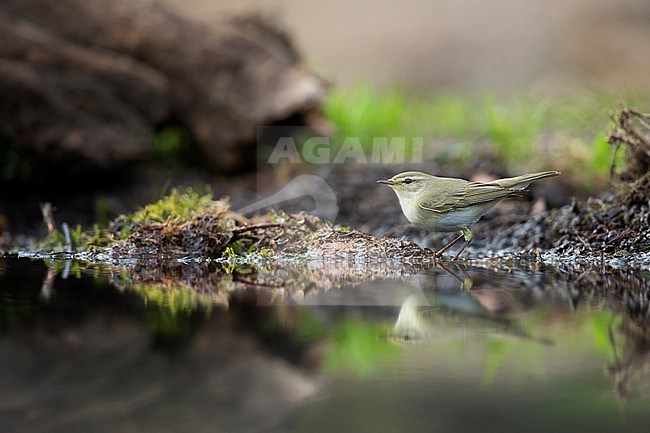 Fitis bij waterpoel, Willow Warbler at waterpool stock-image by Agami/Wil Leurs,