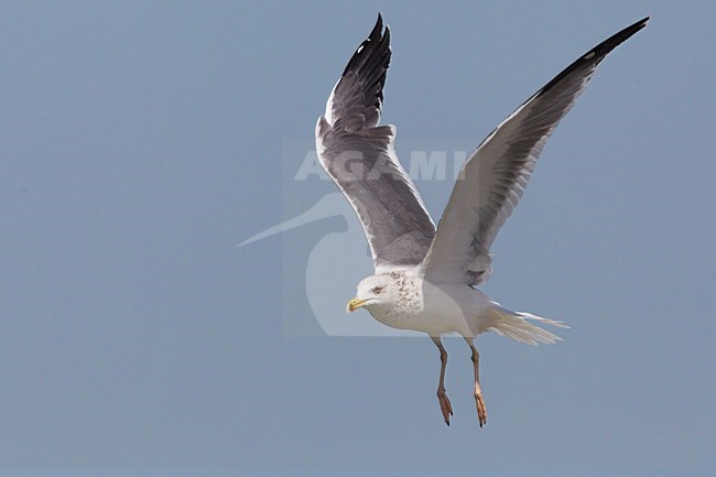  stock-image by Agami/Daniele Occhiato,