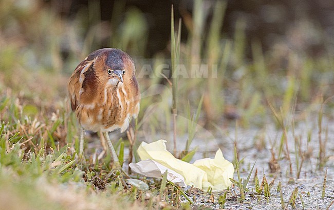 Least Bittern (Ixobrychus exilis) adult perched in the swamp stock-image by Agami/Ian Davies,