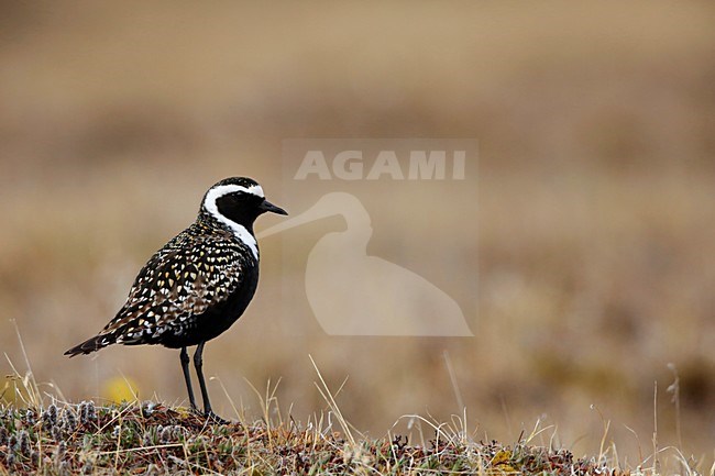 Amerikaanse Goudplevier op de toendra; American Golden Plover at the tundra stock-image by Agami/Chris van Rijswijk,