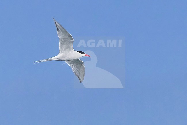 South American Tern (Sterna hirundinacea) in flight in Argentina stock-image by Agami/Dubi Shapiro,