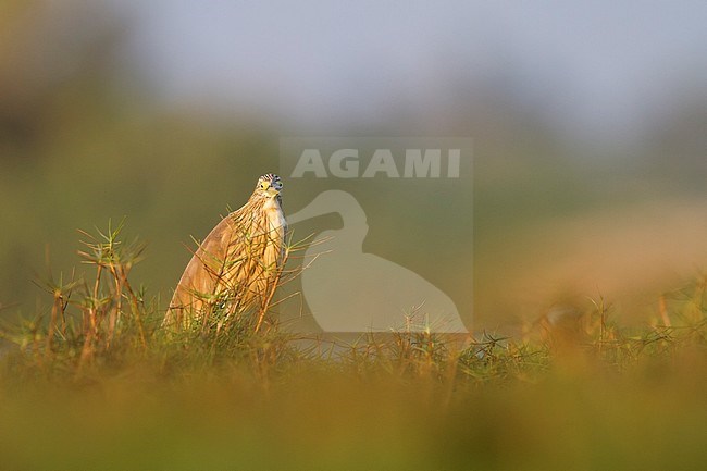 Squacco Heron - Rallenreiher - Ardeola ralloides ssp. ralloides, Oman stock-image by Agami/Ralph Martin,