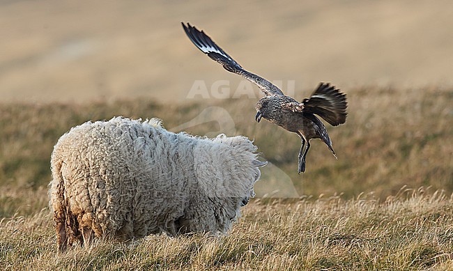 Adult Great Skua (Catharacta skua) during summer in the Shetland islands in Scotland. Attacking a sheep. stock-image by Agami/Markus Varesvuo,
