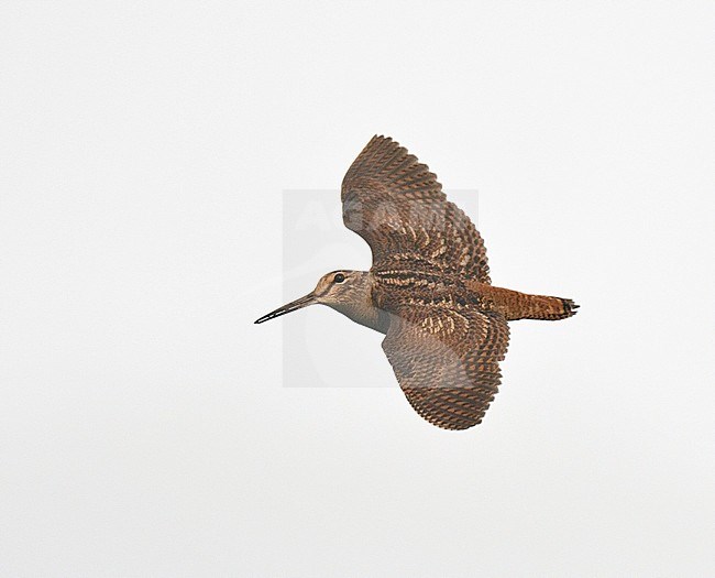 First-winter Eurasian Woodcock (Scolopax rusticola) in flight in the Netherlands. stock-image by Agami/Laurens Steijn,