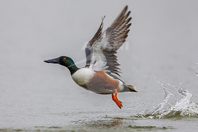 Mannetje Slobeend in vlucht; Northern Shoveler male in flight stock-image by Agami/Daniele Occhiato,