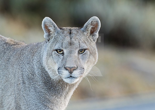 Portrait of a Puma (Puma concolor)​ in Torres del Paine, Chile, South-America. stock-image by Agami/Steve Sánchez,