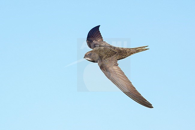 Adult Common Swift (Apus apus) on migration flying against a blue sky showing upperside stock-image by Agami/Ran Schols,