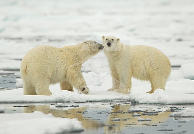 IJsberen op ijs, Polar Bears on ice stock-image by Agami/Danny Green,