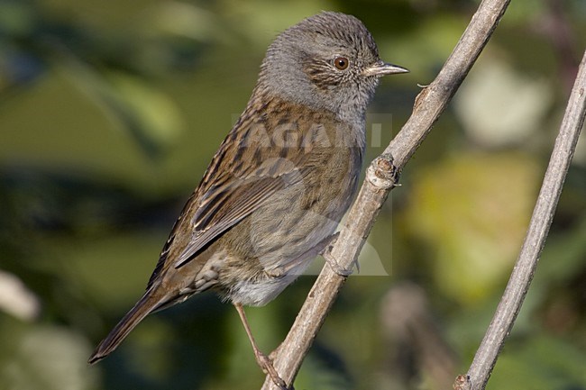 Dunnock perched on branch; Heggenmus zittend op tak stock-image by Agami/Daniele Occhiato,