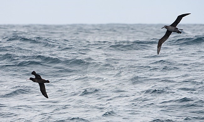 Zwartvoetalbatross in de vlucht; Black-footed Albatross in flight stock-image by Agami/Martijn Verdoes,