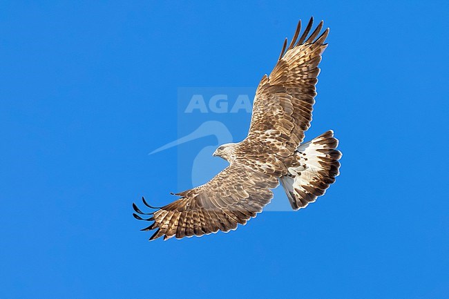 Rough-legged Buzzard (Buteo lagopus) in Norway. stock-image by Agami/Daniele Occhiato,