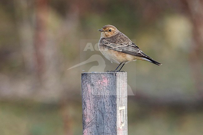 This first-winter Pied Wheatear was the first for Belgium. stock-image by Agami/Vincent Legrand,