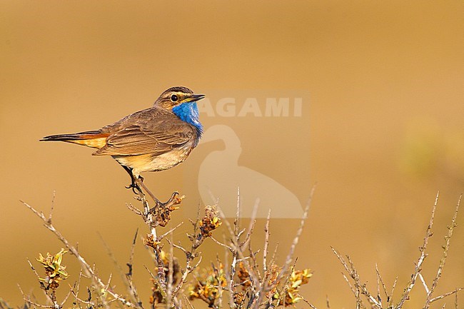 Male White-spotted Bluethroat (Cyanecula svecica cyanecula) singing in dunes of the Netherlands. stock-image by Agami/Menno van Duijn,