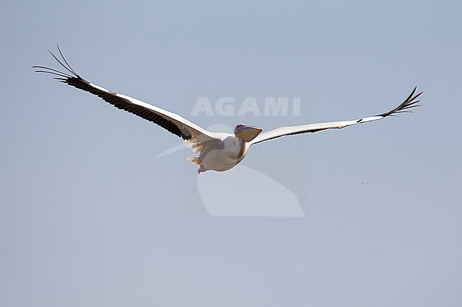 adult great white pelican (Pelecanus onocrotalus) in flight found at lake ziway in Ethiopia stock-image by Agami/Mathias Putze,
