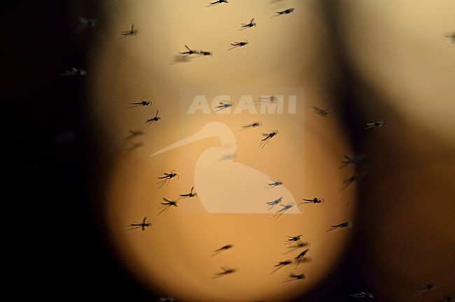 Een zwerm Dansmuggen, A swarm of Chironomids stock-image by Agami/Rob de Jong,