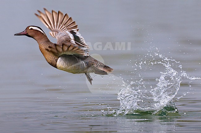 Mannetje Zomertaling in de vlucht; Male Garganey in flight stock-image by Agami/Daniele Occhiato,