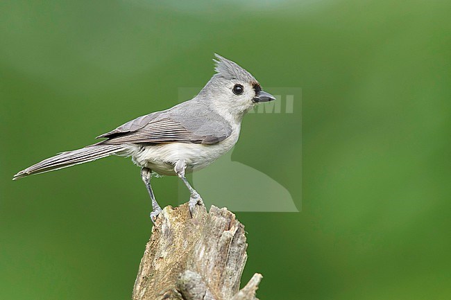 Adult Tufted Titmouse, Baeolophus bicolor. Perched on a stump.
Harris Co., Texas, USA stock-image by Agami/Brian E Small,