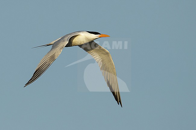 Adult breeding American Royal Tern (Thalasseus maximus) at a beach in Galveston Co., Texas, USA. stock-image by Agami/Brian E Small,