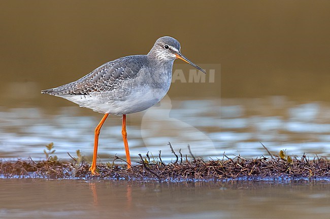 Spotted Redshank, Tringa erythropus, in Italy. stock-image by Agami/Daniele Occhiato,