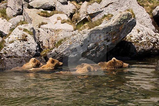 Kamtsjatkabeer zwemmend met jongen, Kamchatka Brown Bear swimming with cubs stock-image by Agami/Sergey Gorshkov,