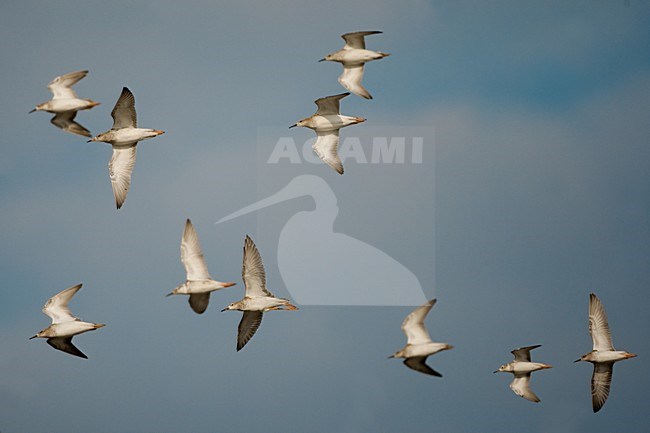 Groep Kemphanen in de vlucht; Flock of Ruff stock-image by Agami/Daniele Occhiato,