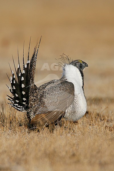 Adult male in display
Mono Co., CA
March 2007 stock-image by Agami/Brian E Small,