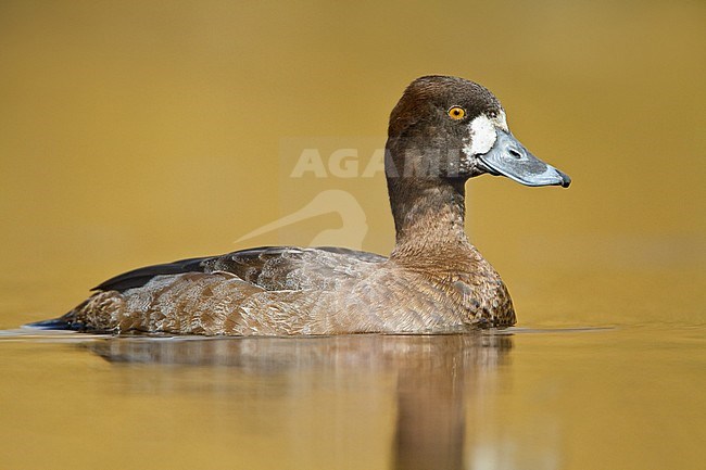 Lesser Scaup (Aythya affinis) swimming on a pond near Victoria, BC, Canada. stock-image by Agami/Glenn Bartley,