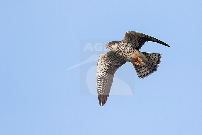 Amur Falcon - Amurfalke - Falco amurensis, Russia, adult female stock-image by Agami/Ralph Martin,