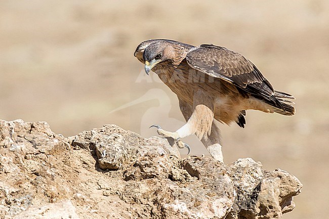 Immature Bonelli's Eagle, Aquila fasciata in Cordoba (Spain). stock-image by Agami/Oscar Díez,