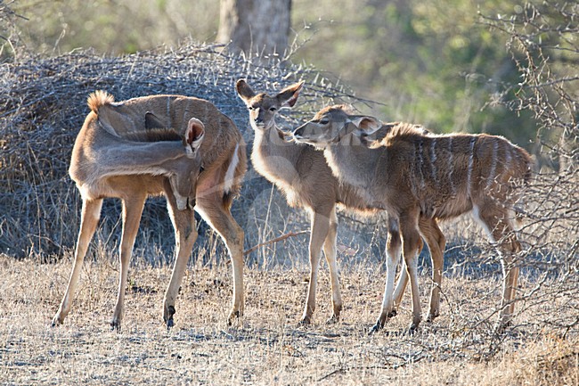 Grote Koedoe; Greater Kudu stock-image by Agami/Marc Guyt,