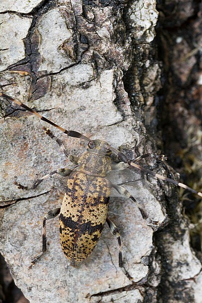 Leiopus nebulosus/linnei - Braungrauer Splintbock, Germany, imago stock-image by Agami/Ralph Martin,