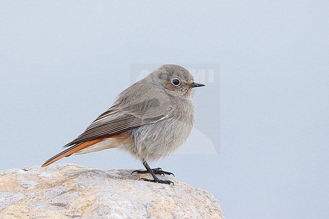 Black Redstart (Phoenicurus ochruros) taken the 03/04/2022 at Hyères - France. stock-image by Agami/Nicolas Bastide,