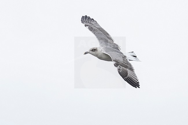 Third winter Azores Yellow-legged Gull (Larus michahellis atlantis) aka Atlantic Gull flying showing its back, Dump Station, Corvo, Azores, Portugal. stock-image by Agami/Vincent Legrand,