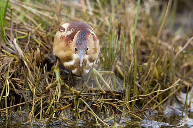 Vrouwtje Amerikaanse Woudaap; Female Least Bittern stock-image by Agami/Martijn Verdoes,