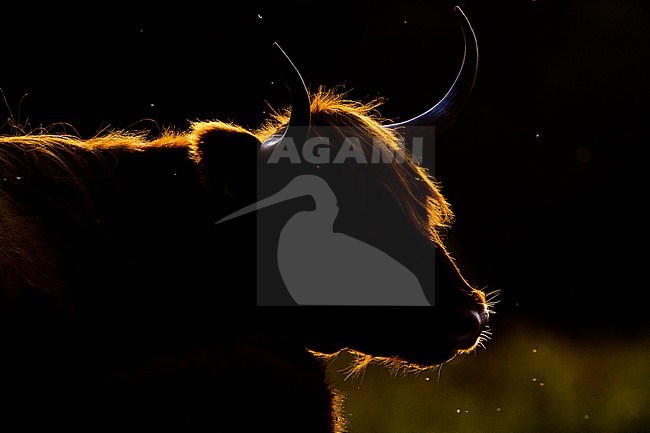 Scottish highland cow with backlight during early morning on Lentevreugh near Wassenaar in the Netherlands. stock-image by Agami/Menno van Duijn,