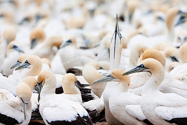 Cape Gannets (Morus capensis) at colony of Bird Island Nature Reserve in Lambert’s Bay, South Africa. stock-image by Agami/Marc Guyt,