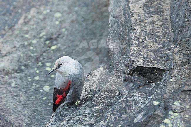 Wallcreeper - Mauerläufer - Tichodroma muraria, Germany, winter plumage stock-image by Agami/Ralph Martin,