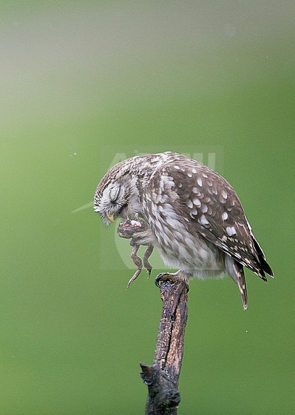 Little Owl (Athene noctua) Hungary May 2016 stock-image by Agami/Markus Varesvuo,