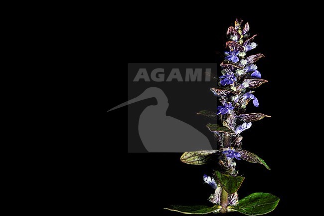 Common bugle, Ajuga reptans stock-image by Agami/Wil Leurs,