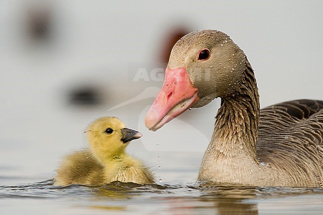 Grauwe Gans met jong, Greylag Goose with chick stock-image by Agami/Bence Mate,
