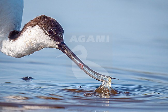 Pied Avocet, Recurvirostra avosetta. Close-up of adult catching little red wurm or snail in beak stock-image by Agami/Hans Germeraad,