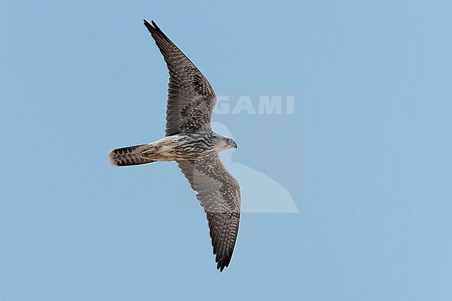 Lanner Falcon (Falco biarmicus erlangeri) in flight. stock-image by Agami/David Monticelli,