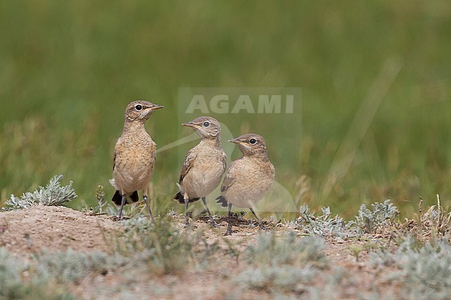 Isabelline Wheatear - Isabellsteinschmätzer - Oenanthe isabellina, Kazakhstan, juvenile stock-image by Agami/Ralph Martin,