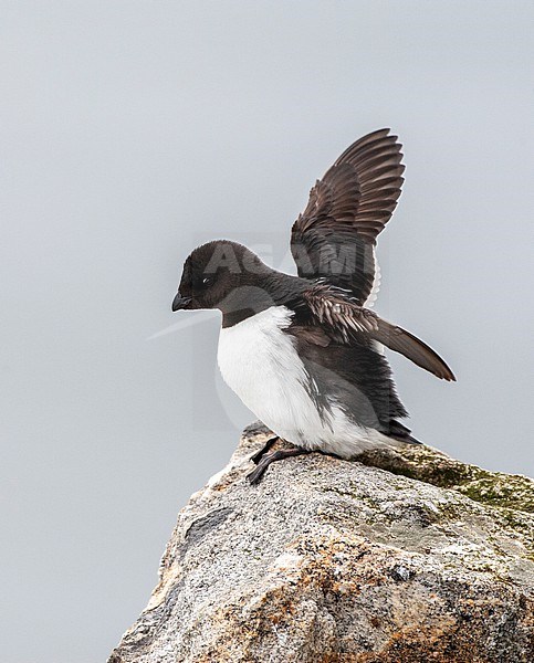 Little Auk (Alle alle) during summer season on Spitsbergen in arctic Norway. Adult resting on a rock in the colony. stock-image by Agami/Marc Guyt,
