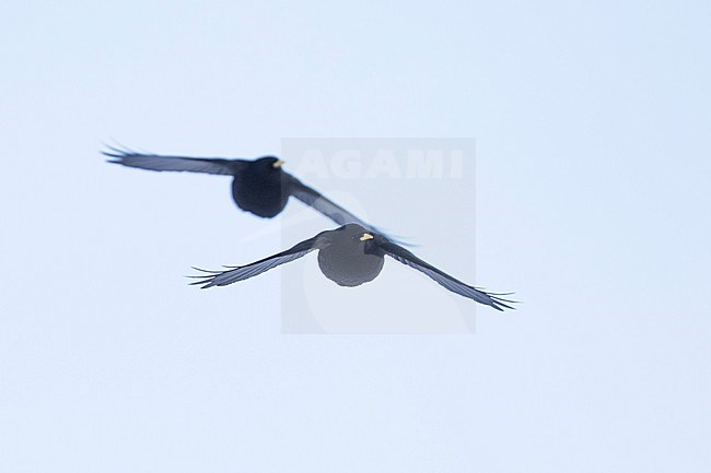 Alpine Chough (Pyrrhocorax graculus) in flight in the snow stock-image by Agami/Ralph Martin,