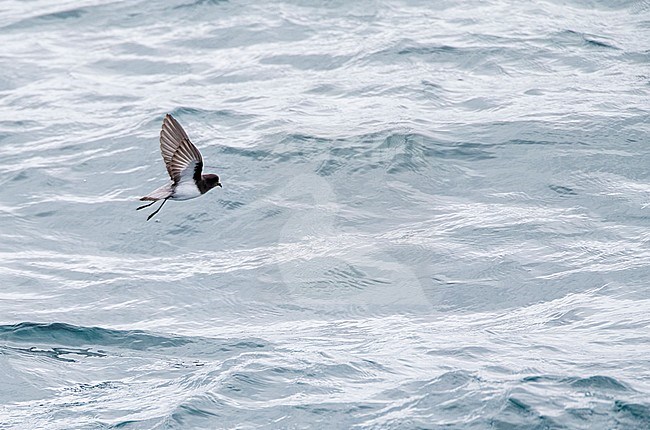 Grey-backed Storm Petrel (Garrodia nereis) in flight over the pacific ocean of subantarctic New Zealand. Flying low over the water surface. stock-image by Agami/Marc Guyt,
