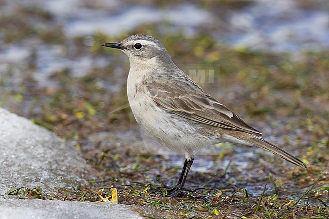 Water Pipit (Anthus spinoletta), side view of an adult standing on the ground., Abruzzo, Italy stock-image by Agami/Saverio Gatto,