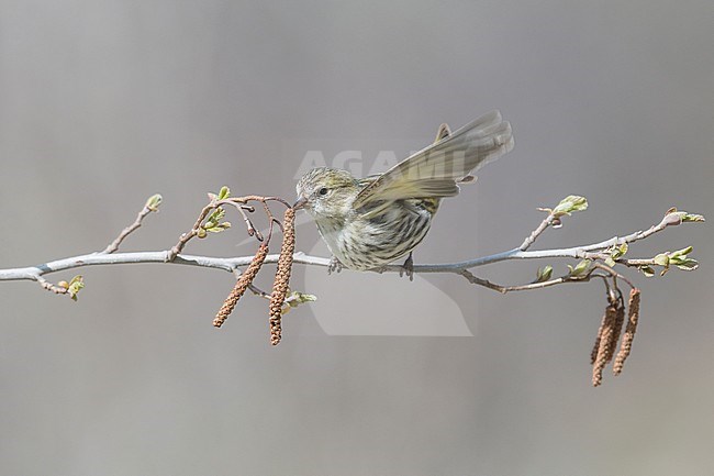 European siskin immature taste a green alder flower, Alain Ghignone stock-image by Agami/Alain Ghignone,