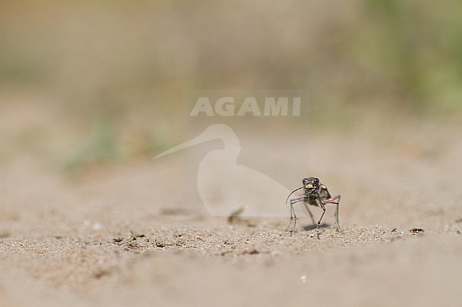 Cicindela hybrida - Northern dune tiger beetle - Dünen-Sandlaufkäfer, Germany (Rheinland-Pfalz), imago stock-image by Agami/Ralph Martin,