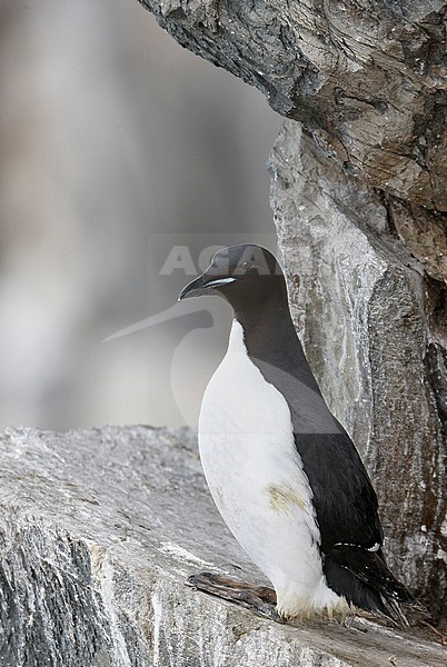 Brünnich's Guillemot (Uria lomvia) Norway April 2009 stock-image by Agami/Markus Varesvuo,
